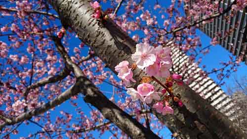 桜 写真